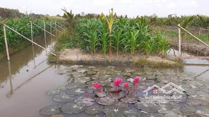 Siêu Phẩm, 1000M2 Đất Vườn 24X 37M View Kênh, 750 Triệu