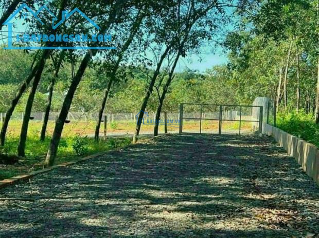 Bán gấp 11.808 m2 đất trồng cao su