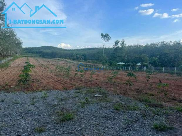 Bán gấp 11.808 m2 đất trồng cao su