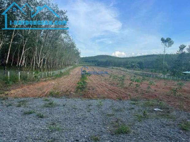 Bán gấp 11.808 m2 đất trồng cao su