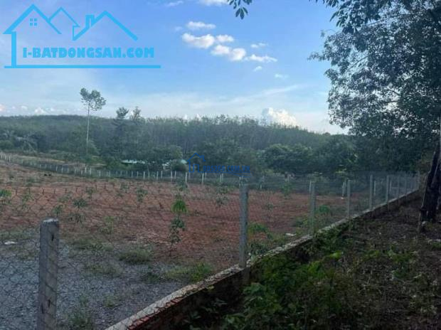 Bán gấp 11.808 m2 đất trồng cao su