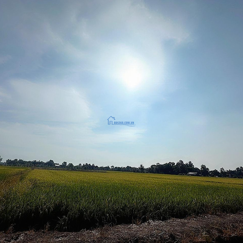 Đất Lúa 1993M2 Đất Lúa Sổ Hồng Riêng, Xã Tân Nhựt, Bình Chánh
