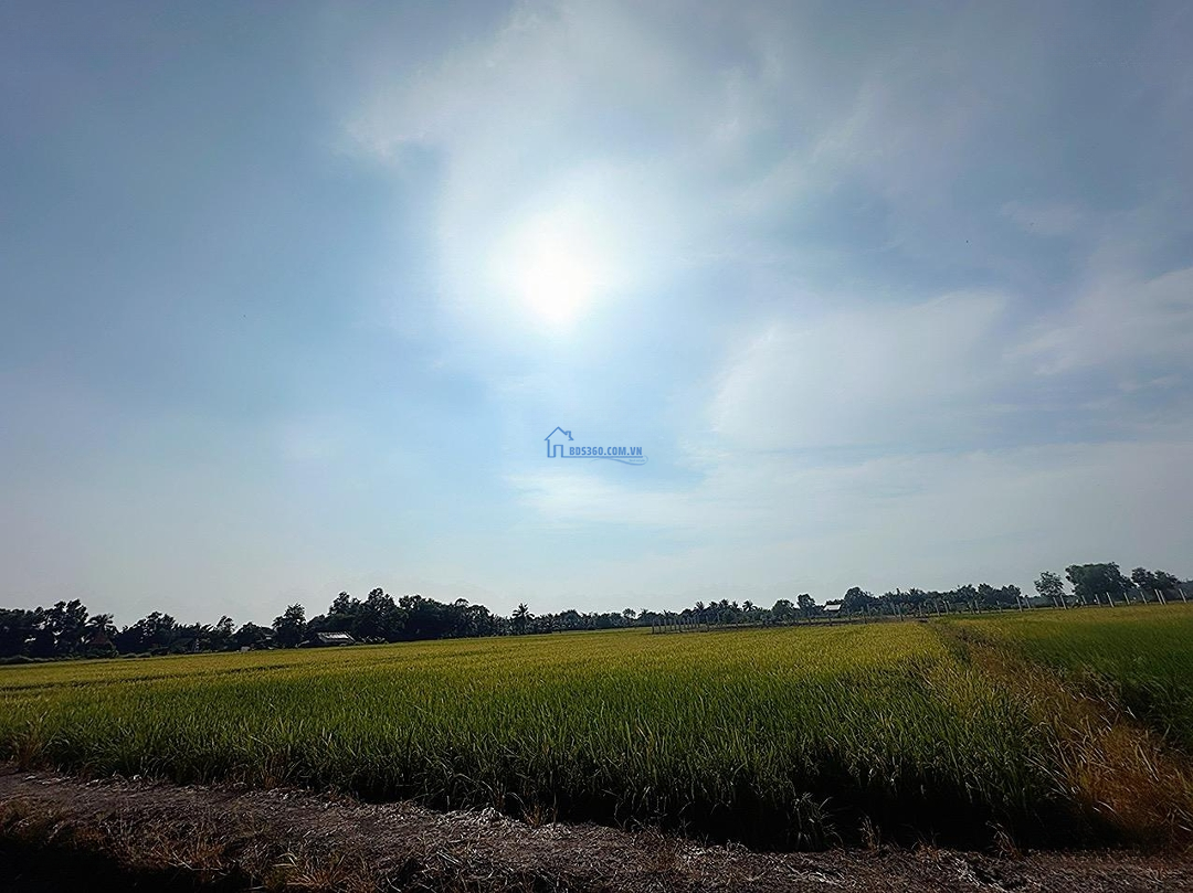 Đất Lúa 1993M2 Đất Lúa Sổ Hồng Riêng, Xã Tân Nhựt, Bình Chánh