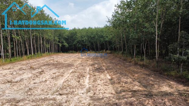Cần vốn làm ăn nên bán gấp lô đất 150m2, sát lộ, dân cư ở đông Bình Dương