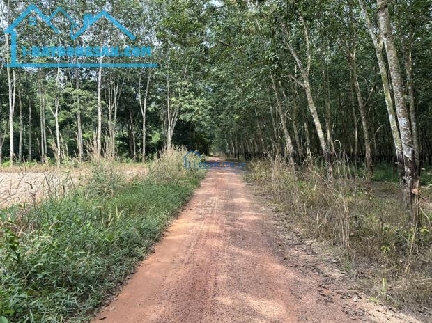 Cần vốn làm ăn nên bán gấp lô đất 150m2, sát lộ, dân cư ở đông Bình Dương