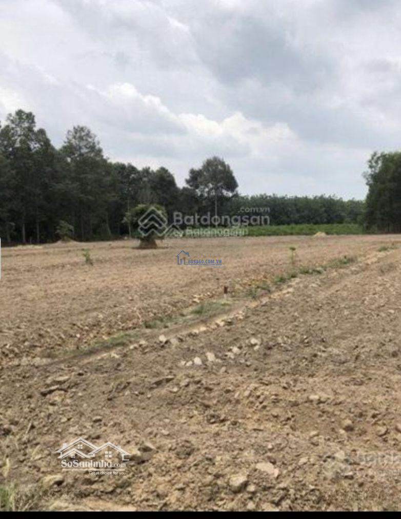 Cần Bán Nhanh Lô Đất Nhơn Trạch - Đồng Nai. Diện Tích: 950M2/ 850 Triệu . Sổ Riêng, Full Thổ Cư Đường Nhựa 7M